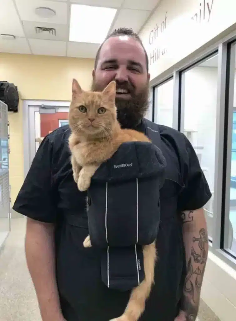 Shelter Finds the Best Solution for a 15-Year-Old Cat Who Just Wants to Be Held 1