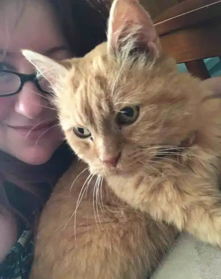Shelter Finds the Best Solution for a 15-Year-Old Cat Who Just Wants to Be Held 5