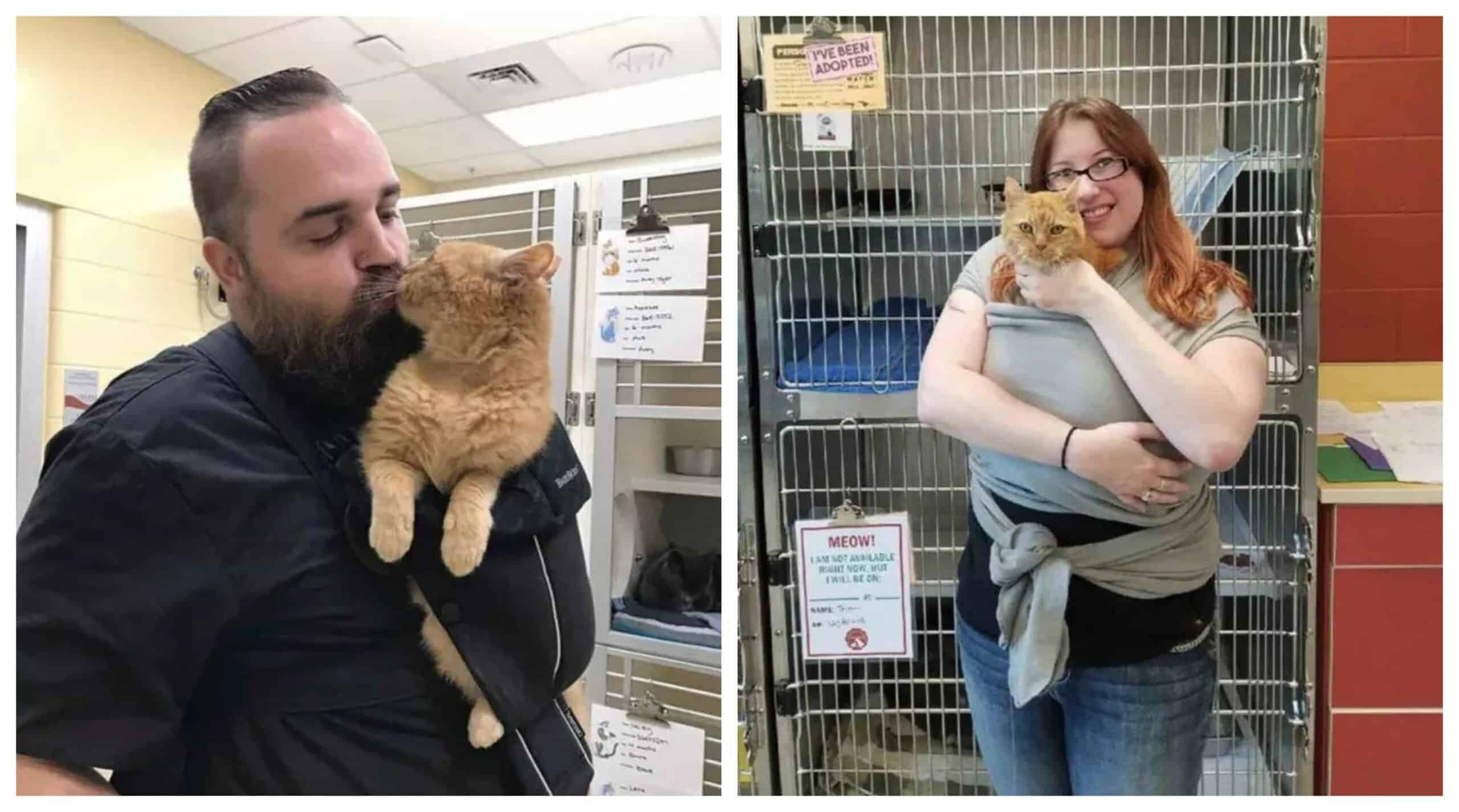 Shelter Finds the Best Solution for a 15-Year-Old Cat Who Just Wants to Be Held