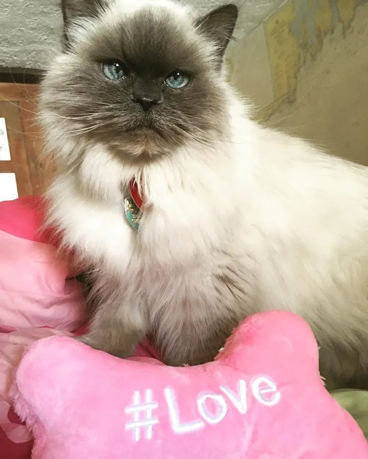 Shelter cat aged 14 runs up to a woman and begs to be adopted 1