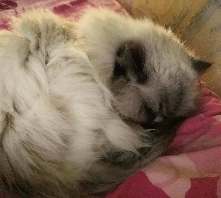 Shelter cat aged 14 runs up to a woman and begs to be adopted 2