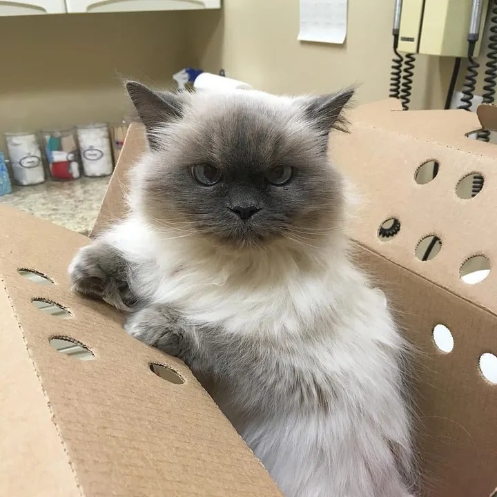 Shelter cat aged 14 runs up to a woman and begs to be adopted 4