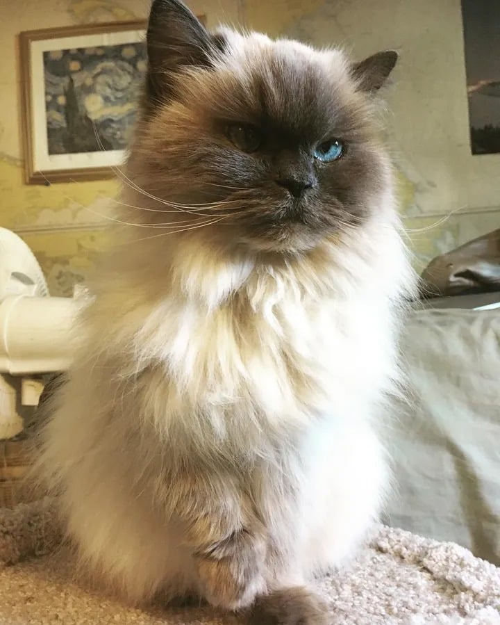 Shelter cat aged 14 runs up to a woman and begs to be adopted 6