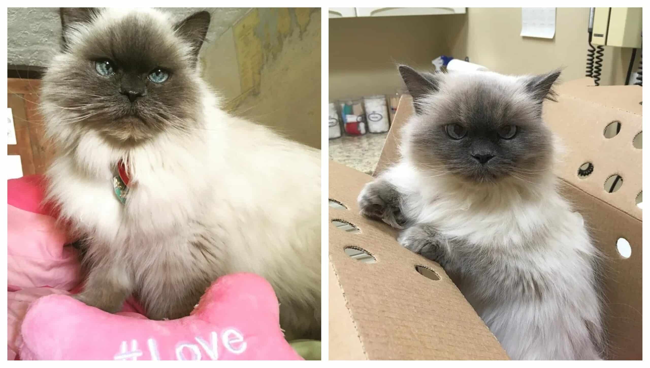 Shelter cat aged 14 runs up to a woman and begs to be adopted