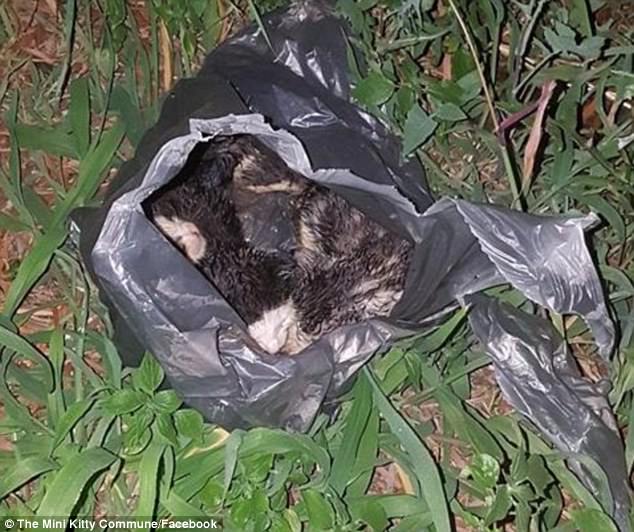 Six-week-old kittens were put into a plastic bag thrown onto railroad tracks and dumped for dead 1