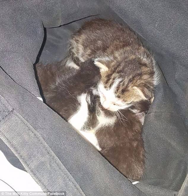 Six-week-old kittens were put into a plastic bag thrown onto railroad tracks and dumped for dead 2