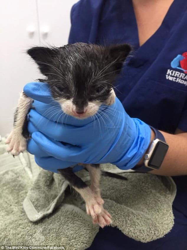 Six-week-old kittens were put into a plastic bag thrown onto railroad tracks and dumped for dead 3