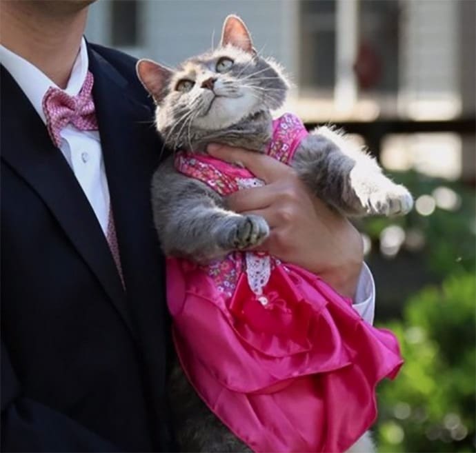 Teenager brought his cat to the prom as his date because he couldn't find anybody else 4
