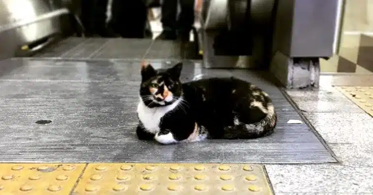 The Cat Who Made a Metro Station Her Home 1