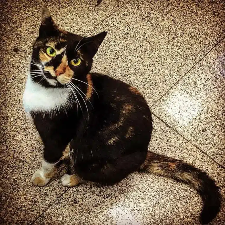 The Cat Who Made a Metro Station Her Home 2