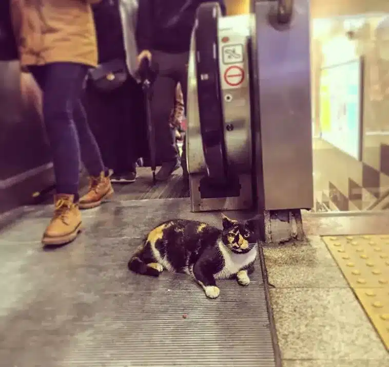 The Cat Who Made a Metro Station Her Home 3