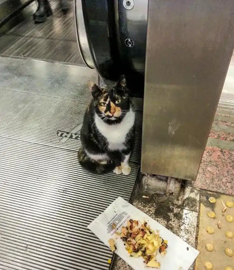 The Cat Who Made a Metro Station Her Home 4