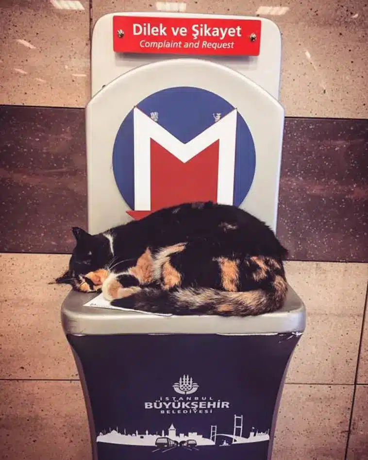 The Cat Who Made a Metro Station Her Home 5