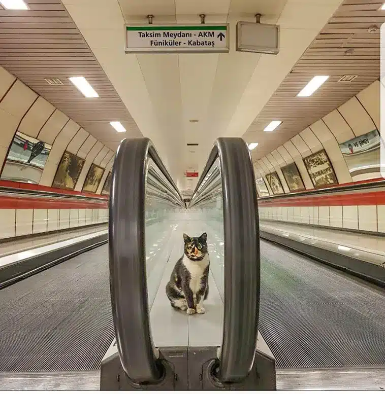 The Cat Who Made a Metro Station Her Home 6