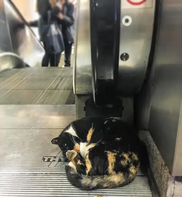 The Cat Who Made a Metro Station Her Home 7
