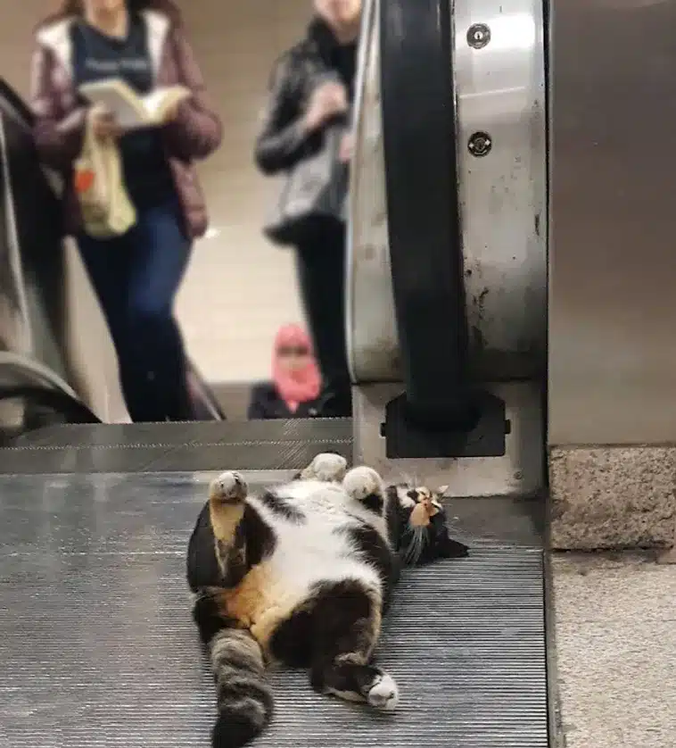 The Cat Who Made a Metro Station Her Home 8