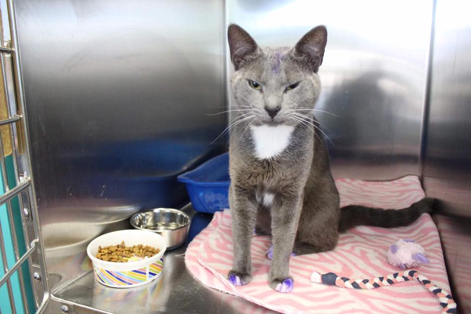 The Saddest Reason This Kitty's Paws Were Painted Purple 1