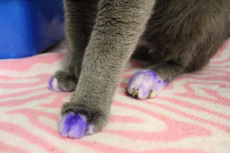 The Saddest Reason This Kitty's Paws Were Painted Purple 2