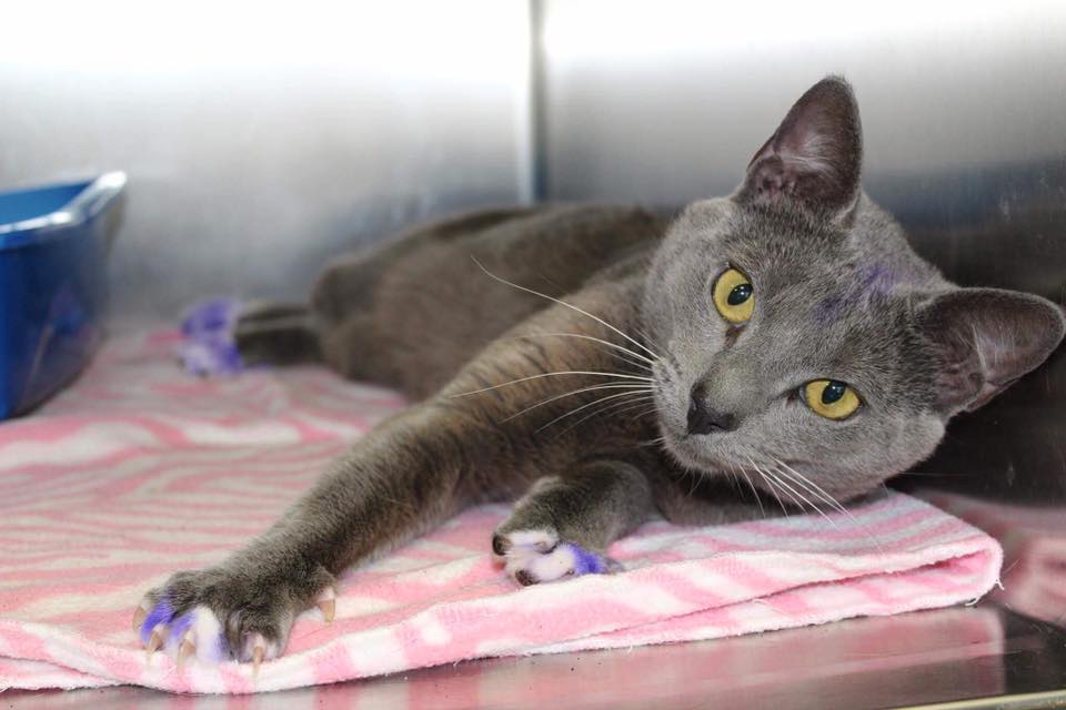 The Saddest Reason This Kitty's Paws Were Painted Purple 3