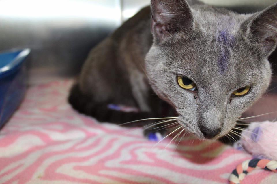 The Saddest Reason This Kitty's Paws Were Painted Purple 4