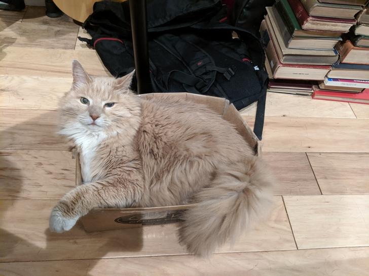 The cat's owner built an iron throne for her cat out of cardboard much like in Game of Thrones 1