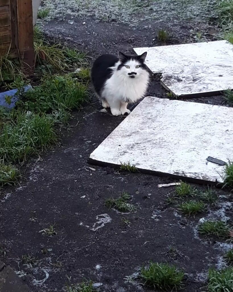 The most beautiful moustache you've ever seen was born on this homeless cat 1