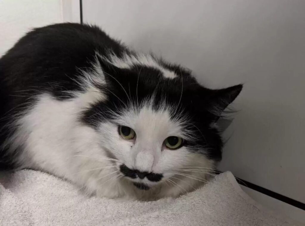 The most beautiful moustache you've ever seen was born on this homeless cat 2