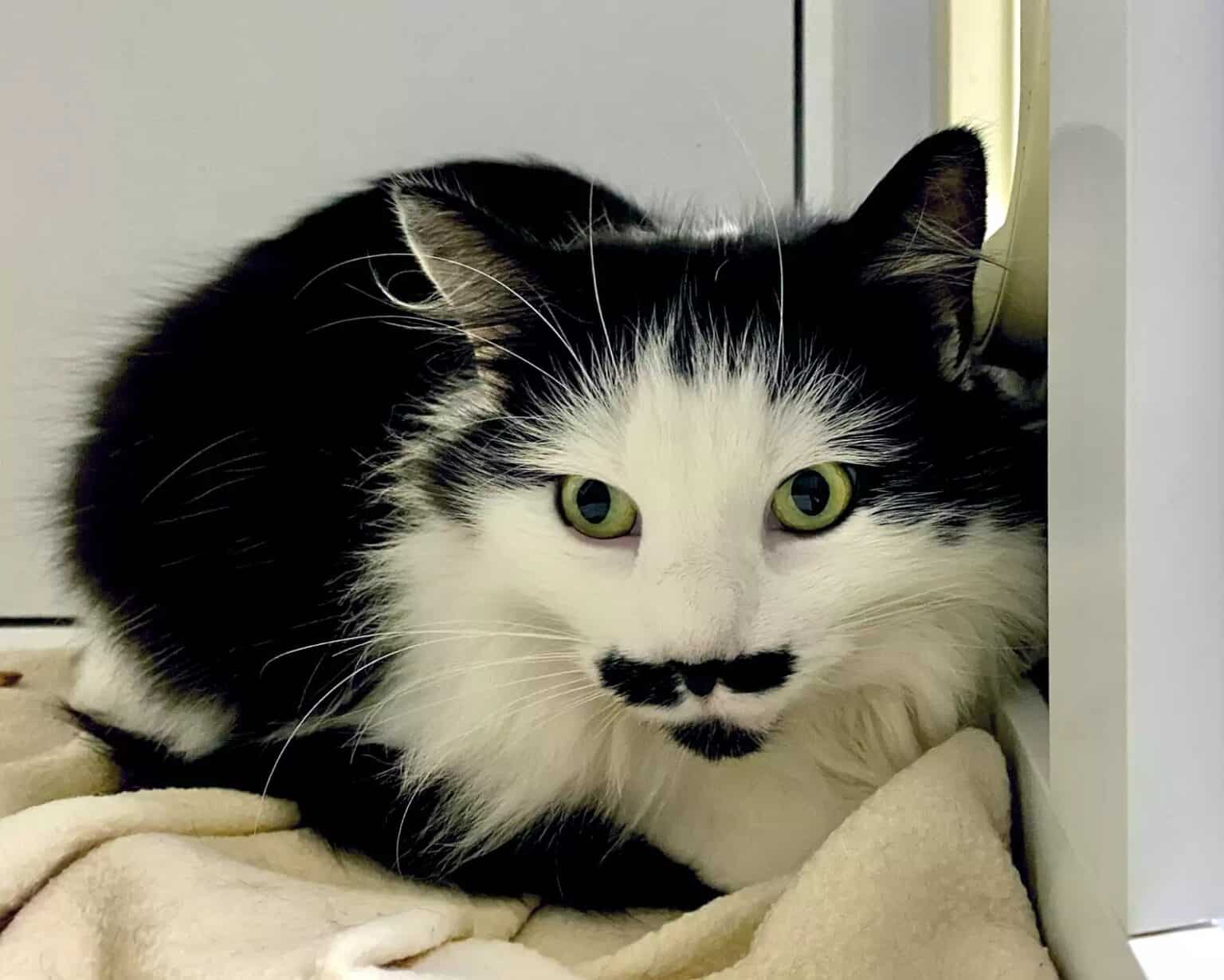 The most beautiful moustache you’ve ever seen was born on this homeless cat