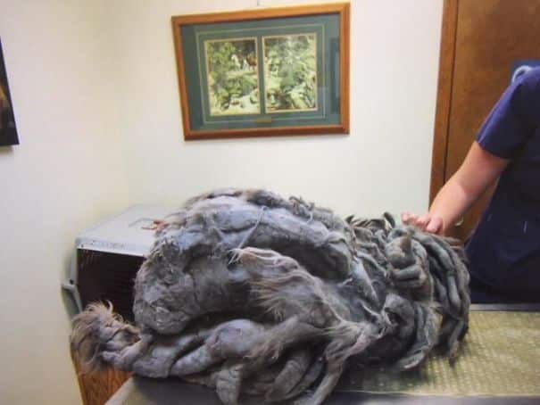 This Cat's Fur was in poor condition but beneath it an Angel was hiding 3