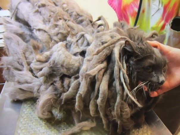 This Cat's Fur was in poor condition but beneath it an Angel was hiding 4