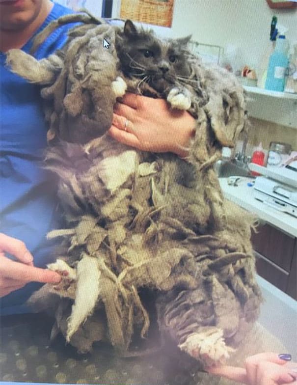 This Cat's Fur was in poor condition but beneath it an Angel was hiding 5