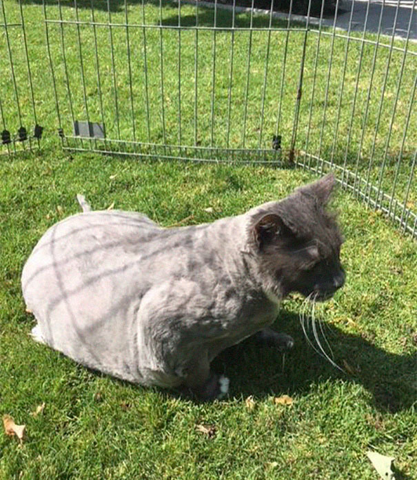 This Cat's Fur was in poor condition but beneath it an Angel was hiding 8