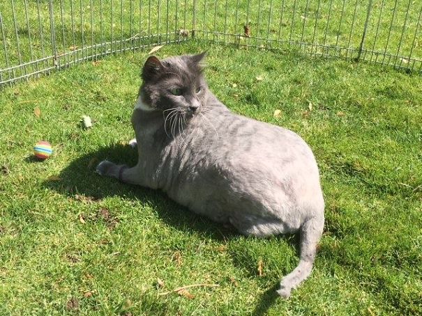 This Cat's Fur was in poor condition but beneath it an Angel was hiding 9