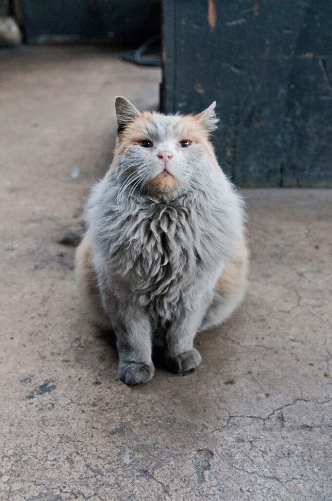 This is Dirt the cat from the Nevada Railway who always seems to need a bath 1