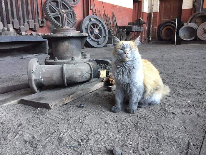 This is “Dirt,” the cat from the Nevada Railway who always seems to need a bath