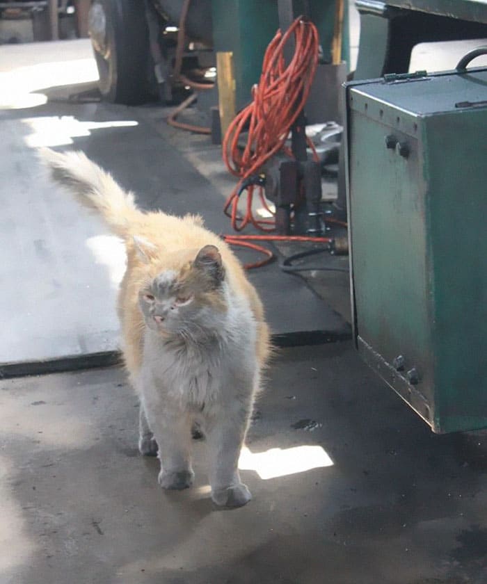 This is Dirt the cat from the Nevada Railway who always seems to need a bath 3