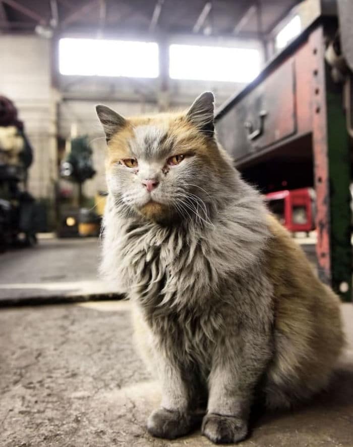 This is Dirt the cat from the Nevada Railway who always seems to need a bath 4