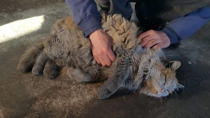 This is Dirt the cat from the Nevada Railway who always seems to need a bath 5