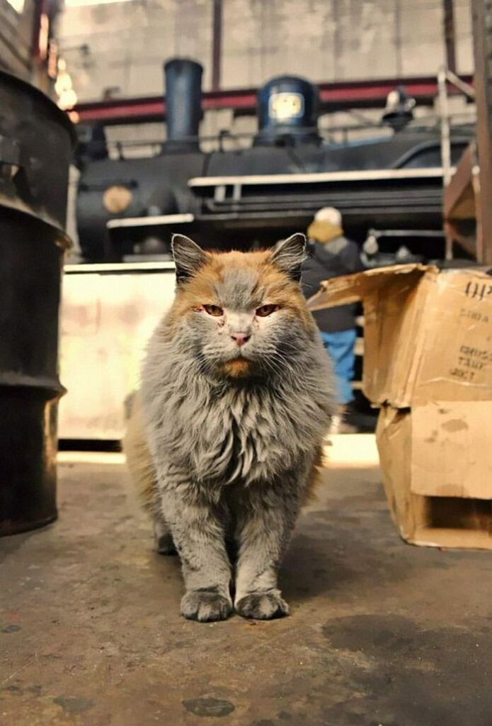 This is Dirt the cat from the Nevada Railway who always seems to need a bath 6