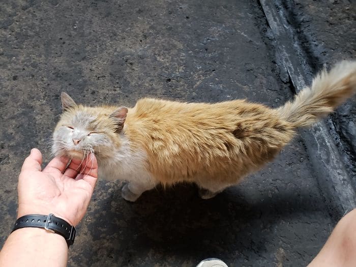 This is Dirt the cat from the Nevada Railway who always seems to need a bath 7