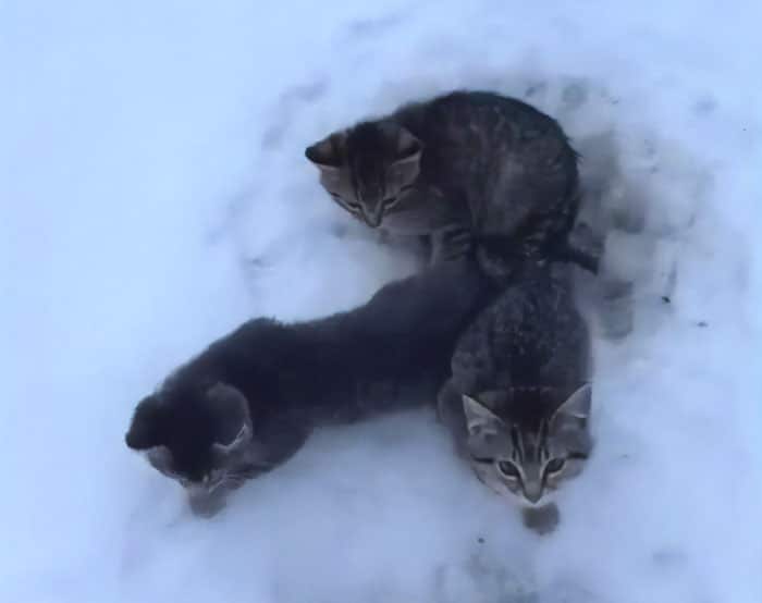 Three kittens that had been frozen to the ground for hours were saved by this man using his hot coffee