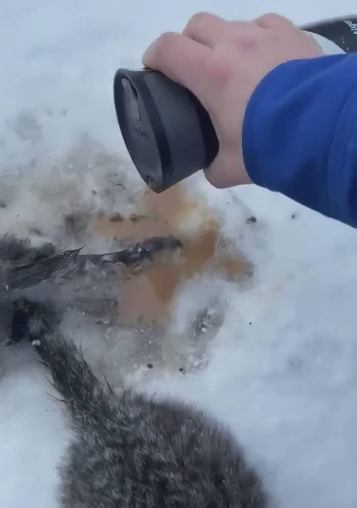 Three kittens that had been frozen to the ground for hours were saved by this man using his hot coffee 3