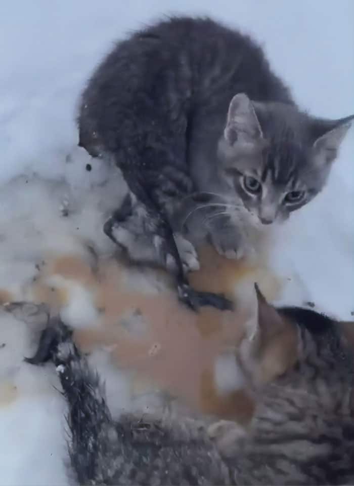 Three kittens that had been frozen to the ground for hours were saved by this man using his hot coffee 4