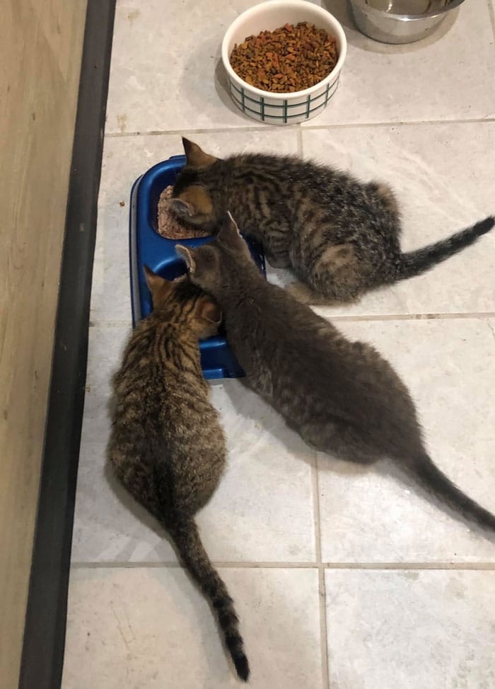 Three kittens that had been frozen to the ground for hours were saved by this man using his hot coffee 5