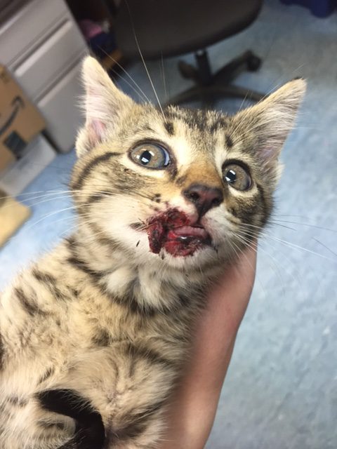 Two kittens abandoned on a bridge and left to drown are saved by a man 1