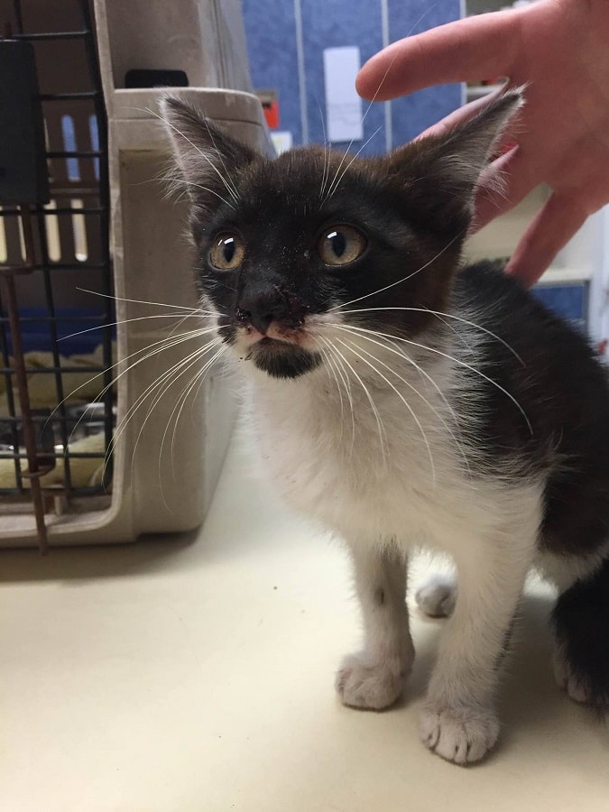 Two kittens abandoned on a bridge and left to drown are saved by a man 3