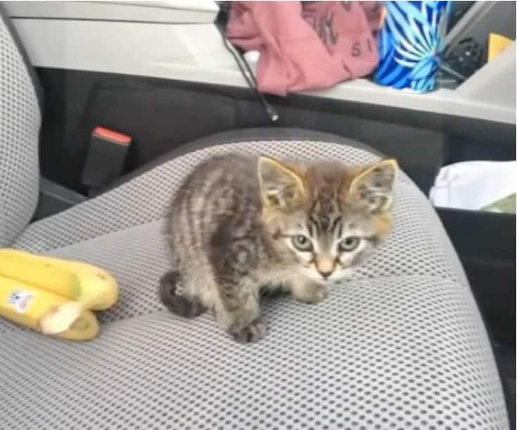 When a man stops to pet a kitten on the side of the road he notices that his feet are glued to the ground 2