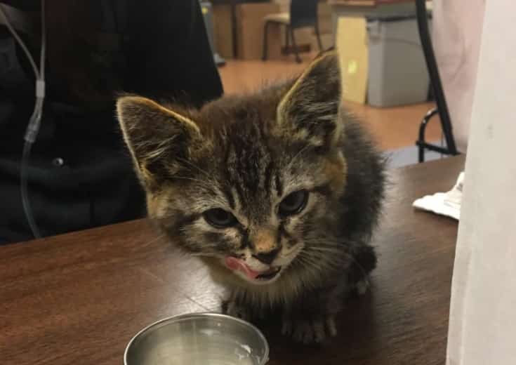 When a man stops to pet a kitten on the side of the road, he notices that his feet are glued to the ground