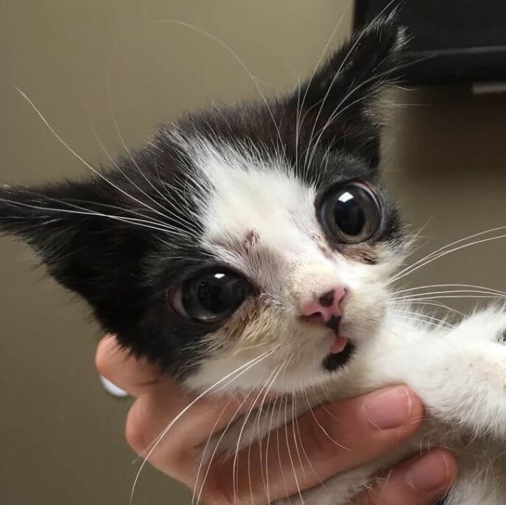 When a woman adopts a kitten with large eyes she quickly realizes that the cat is really special 2