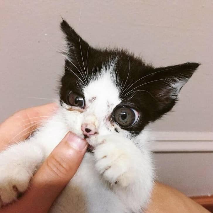When a woman adopts a kitten with large eyes she quickly realizes that the cat is really special 3